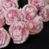 roses pink8
